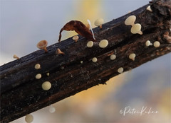Crocicreas cyathoideum