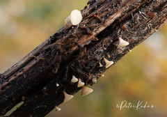 Crocicreas cyathoideum