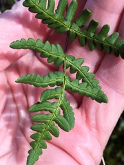 Pentagramma triangularis triangularis
