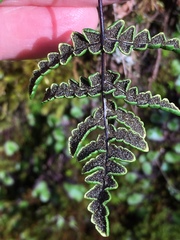 Pentagramma triangularis triangularis