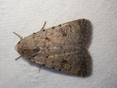 Caradrina clavipalpis