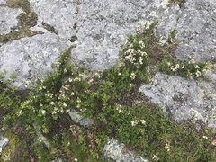 Sibbaldiopsis tridentata