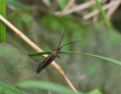 Anabolia