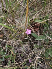 Agalinis decemloba