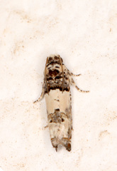 Epinotia thapsiana