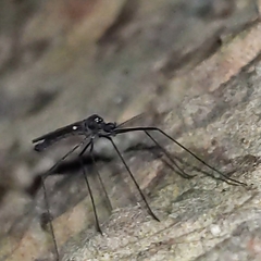 Gnophomyia