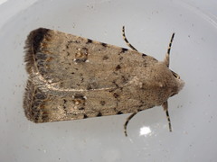 Caradrina clavipalpis