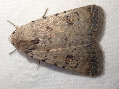 Caradrina clavipalpis