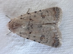 Caradrina clavipalpis