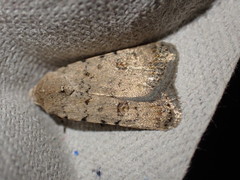 Caradrina clavipalpis