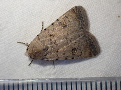 Caradrina clavipalpis