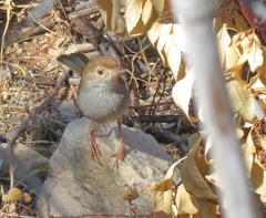 Cisticola fulvicapilla dexter