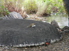 Funambulus palmarum
