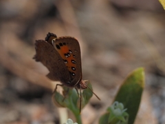 Aloeides damarensis
