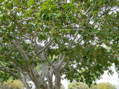 Terminalia arjuna