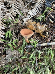 Lactarius luculentus