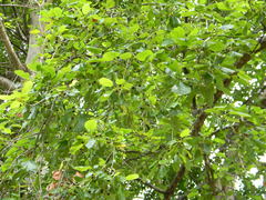 Mitragyna parvifolia