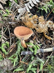 Lactarius luculentus