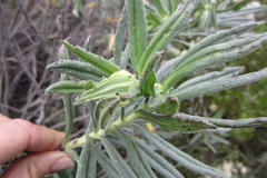 Lobostemon belliformis