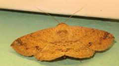 Ericeia congressa