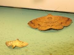 Ericeia congressa