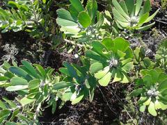 Leucospermum praecox