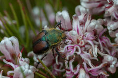 Stegopterus vittatus