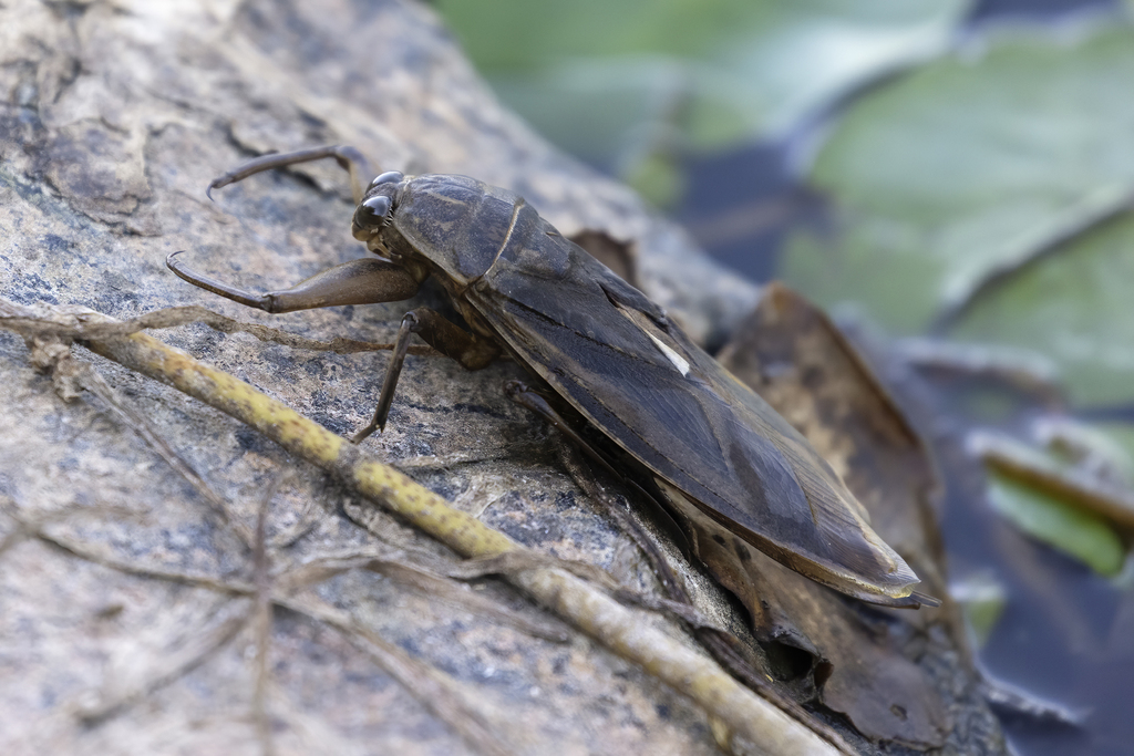 Indo-East Mediterranean Giant Water Bug from Kerkini Lake, Central ...
