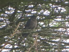 Cuculus clamosus clamosus