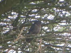 Cuculus clamosus clamosus