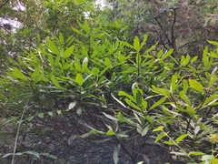 Lindera megaphylla