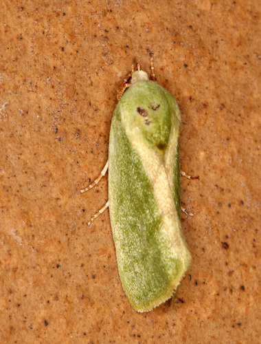 Egyptian Bollworm