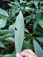 Lindera megaphylla
