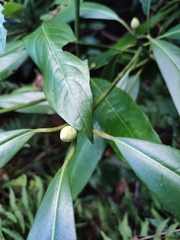 Lindera megaphylla