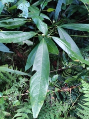 Lindera megaphylla