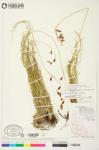 Carex petricosa var. petricosa
