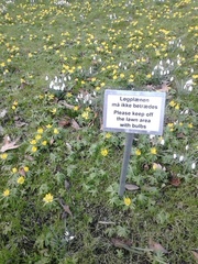 Eranthis hyemalis