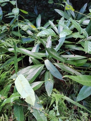 Lindera megaphylla