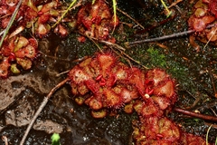 Drosera slackii