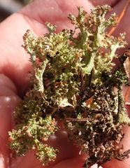 Cladonia crispata crispata