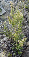 Erica arenaria