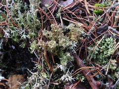 Cladonia crispata crispata