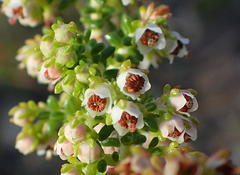 Erica arenaria