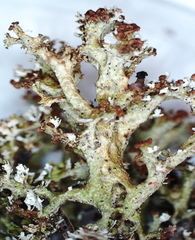 Cladonia crispata crispata