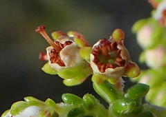Erica arenaria