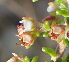 Erica arenaria