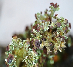 Cladonia crispata crispata