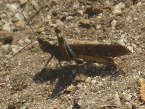 Crackling Forest Grasshopper photo 5