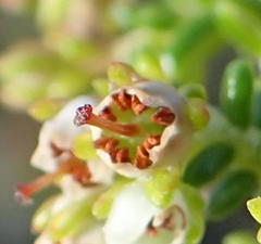 Erica arenaria