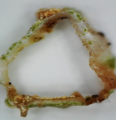 Cladonia crispata crispata